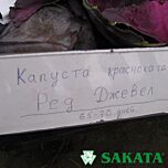 РЕД ДЖЕВЕЛ F1 / RED DZHEVEL F1 - насіння червоноголової капусти, Sakata