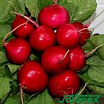 ІЛКА / ILKA - насіння редису, Satimex