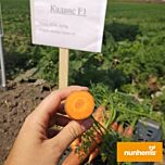 КАДАНС F1 / KADANS F1 - семена моркови, Nunhems