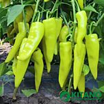 КАМПАЙ F1 / KAMPAI F1 - насіння перцю, Kitano Seeds