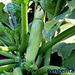 КОРДЕЛІЯ F1 / KORDELIYA F1 - насіння кабачка, Syngenta
