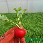 КС 1297 F1 / KS 1297 F1 - насіння редису, Kitano Seeds