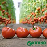 КС 204 F1 / KS 204 F1 - насіння томата (помідора), Kitano Seeds