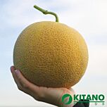 КС 33 F1 / KS 33 F1 - семена дыни, Kitano Seeds