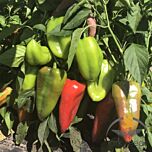 МАГУС F1 / MAGUS F1 - насіння перцю, Lark Seeds