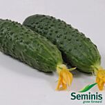 МАРІНДА F1 / MARINDA F1 - насіння огірка, Seminis