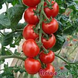 ІДІЛ / IDIL - насіння томата (помідора), Moravoseed