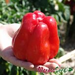 ГРАНОВА / GRANOVA - насіння перцю, Moravoseed