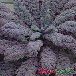 СКАРЛЕТ / SKARLET - насіння листової капусти, Moravoseed