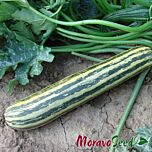 ТАПІР / TAPIR - насіння кабачка, Moravoseed