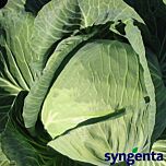 НОВАТОР F1 / NOVATOR F1 - семена белокочанной капусты, Syngenta