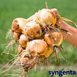ВИЗИОН F1 / VIZION F1 - семена лука, Syngenta