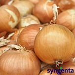 МЕДАЛЬЙОН F1 / MEDALION F1 - семена лука, Syngenta