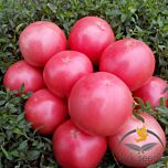 ПІНК СВІТНЕС F1 / PINK SVITNES F1 - насіння томата (помідора), Spark Seeds