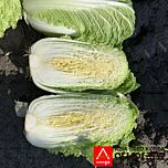 ПЛ 6031 F1 / PL 6031 F1 - насіння пекінської капусти, Asia Seed
