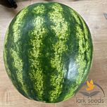 РЕД БЕРРІ F1 / RED BERRI F1 - насіння кавуна, Lark Seeds