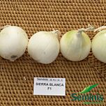 СЬЕРРА БЛАНКА F1 / SIERRA BLANCA F1 - семена лука, Seminis