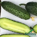 СВ 3506 ЦВ F1 / SV 3506 CV F1 - семена огурца, Seminis