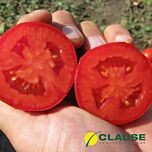 П’ЄТРА РОССА F1 / PIETRA ROSSA F1 - насіння детермінантного томату, Clause
