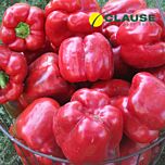 ГЕРКУЛЕС F1 / HERCULES F1 - семена перца сладкого, Clause