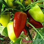 ЗЛАТА / ZLATA - насіння перцю, Moravoseed