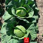 ЕЛЬЗА (ПЛ 6130 F1) / PL 6130 F1 - семена белокачанной капусты, Asia Seed