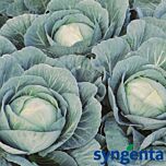 ПРОФЕССОР F1 / PROFESOR F1 - семена белокочанной капусты, Syngenta