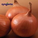 БОСКО F1 / BOSKO F1 - насіння цибулі, Syngenta