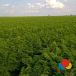 ТІ-134 F1 (КОРАЛІНА) / TI-134 F1 (KORALINA) - насіння моркви, Takii Seeds