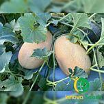 ДАЙАНА (ІНХ 1097) F1 / INX 1097 F1 - насіння дині, INNOVA SEEDS