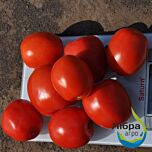 МЕГРЕЗ (ЕЗ 1418) F1 / MEGREZ (EZ 1418) F1 - насіння томата (помідора), LibraSeeds