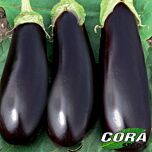 ДЖОКЕР (ЦРХ 50125) F1 / JOKER (CRX 50125) F1 - насіння баклажана, Cora Seeds