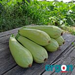 ЕС 621 F1 / ES 621 F1 - насіння кабачка, Ergon Seed