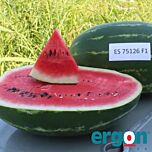ЕС 75126 F1 / ES 75126 F1 - семена арбуза, Ergon Seed