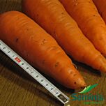 АБАКО F1 / ABACO F1 - насіння моркви, Seminis
