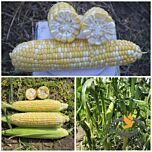 АКВЕДУК F1 / AKVEDUK F1 - семена сахарной кукурузы, Lark Seeds