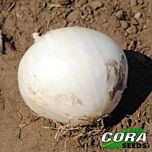 ХИДРАС F1 / HIDRAS F1 - семена лука, Cora Seeds