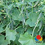 ТАЙГЕР F1 / TIGER F1 - насіння огірка, Takii Seeds