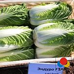 ЕНДУРО F1 / ENDURO F1 - насіння пекінської капусти, Takii Seeds