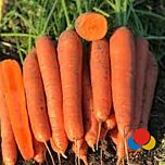 ТАНЖЕРИНА F1 (T-825) / TANJERINA F1 (T-825) - семена моркови, Takii Seeds