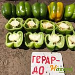 ГЕРАРДО F1 / GERARDO F1 - насіння перцю, Hazera
