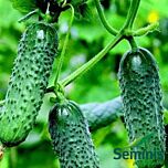 МОНИСИЯ F1 / MONISIA F1 - семена огурца, Seminis