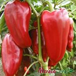 ФАТІМА / FATIMA - насіння перцю, Moravoseed