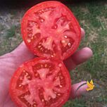 ПЕСАДО (1609) F1 / PESADO F1 - насіння томата (помідора), Spark Seeds