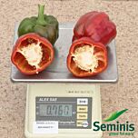 КРАСНЫЙ РЫЦАРЬ X3R F1 / RED KNIGHT X3R F1 - семена перца, Seminis