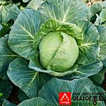 ЕЛЬЗА (ПЛ 6130 F1) / PL 6130 F1 - семена белокачанной капусты, Asia Seed