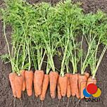 ТІ-134 F1 (КОРАЛІНА) / TI-134 F1 (KORALINA) - насіння моркви, Takii Seeds