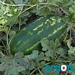 ЕС 75126 F1 / ES 75126 F1 - семена арбуза, Ergon Seed