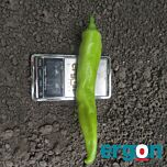 ЕС 8716 F1 / ES 8716 F1 - насіння перцю, Ergon Seed