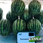 САНСВІТ F1 / SUNSWEET F1 - насіння кавуна, Cora Seeds